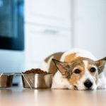 Best Dog Food for Senior Dogs