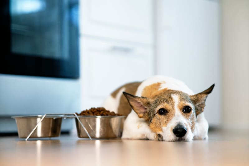 Read more about the article How to Choose the Best Dog Food for Senior Dogs: A Complete Guide