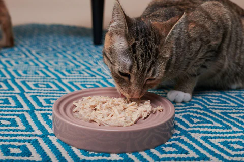 Read more about the article Boosting Digestive Health in Dogs and Cats with Cooked Chicken and Rice