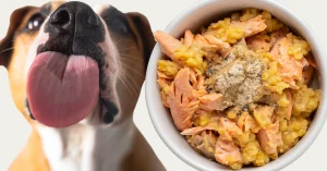 Read more about the article Enhancing Skin, Coat Health, and Vision in Cats and Dogs with Cooked Salmon and Carrots