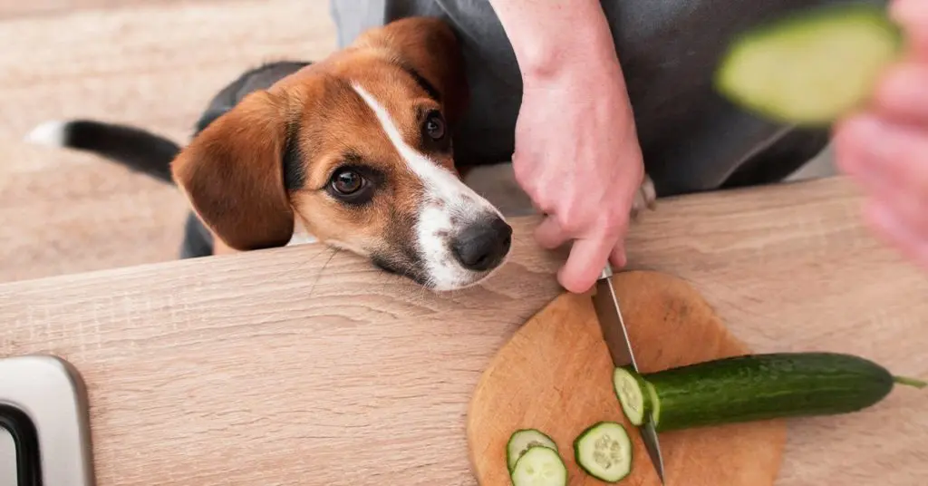 Read more about the article Health Benefits of Cottage Cheese and Cucumber Slices for Cats and Dogs