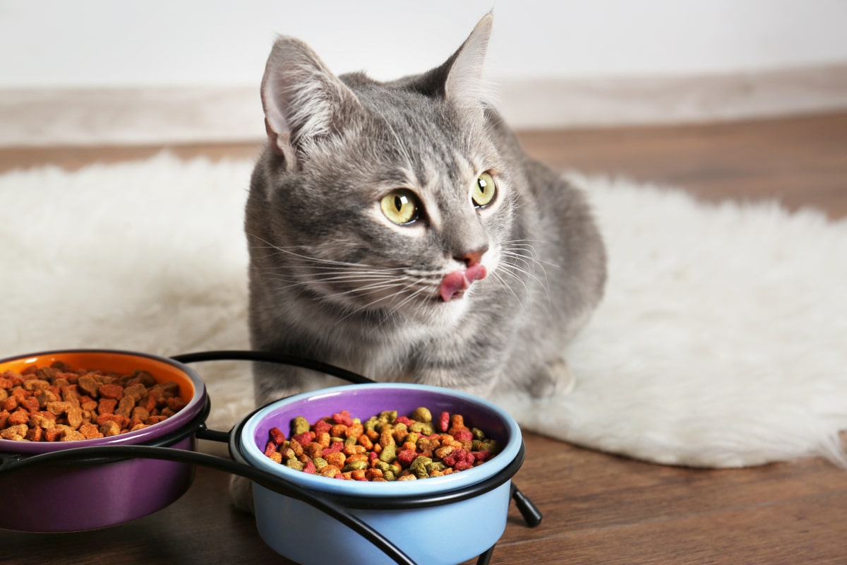 Read more about the article The Health Benefits of Grain-Free Diets for Cats