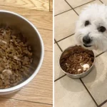 Grain-Free Dog Food