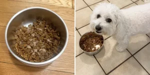 Read more about the article Grain-Free Dog Food vs. Traditional Dog Food: Which is Better for Your Dog?