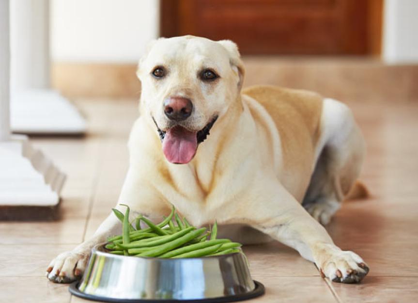 Read more about the article Green Beans and Oatmeal: A Perfect Homemade Dog Food that Supports Digestion and Heart Health