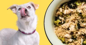 Read more about the article Cooked Turkey and Quinoa: A Nutritious Homemade Dog Food