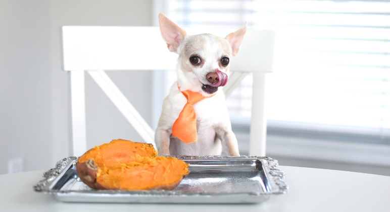 Read more about the article Pumpkin and Sweet Potatoes: A Homemade Dog Food that Promotes Gut and Immune Health