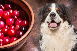 Read more about the article Chicken and Cranberries – Homemade Dog Food that Boosts Immunity and Urinary Health