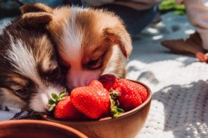 Read more about the article Eggs and Strawberries – Homemade Dog Food that Supports Muscle and Antioxidant Defense