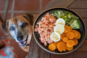 Read more about the article Tuna and Broccoli: An Excellent Homemade Dog Food