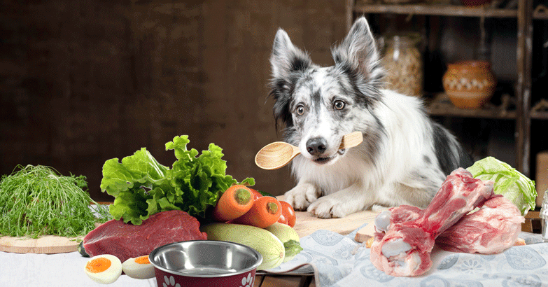 Read more about the article The Best Homemade Dog Food Recipes for Senior Dogs in 2024