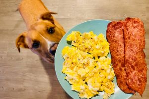 Read more about the article Boosting Energy and Digestion in Cats and Dogs with Scrambled Eggs and Oatmeal