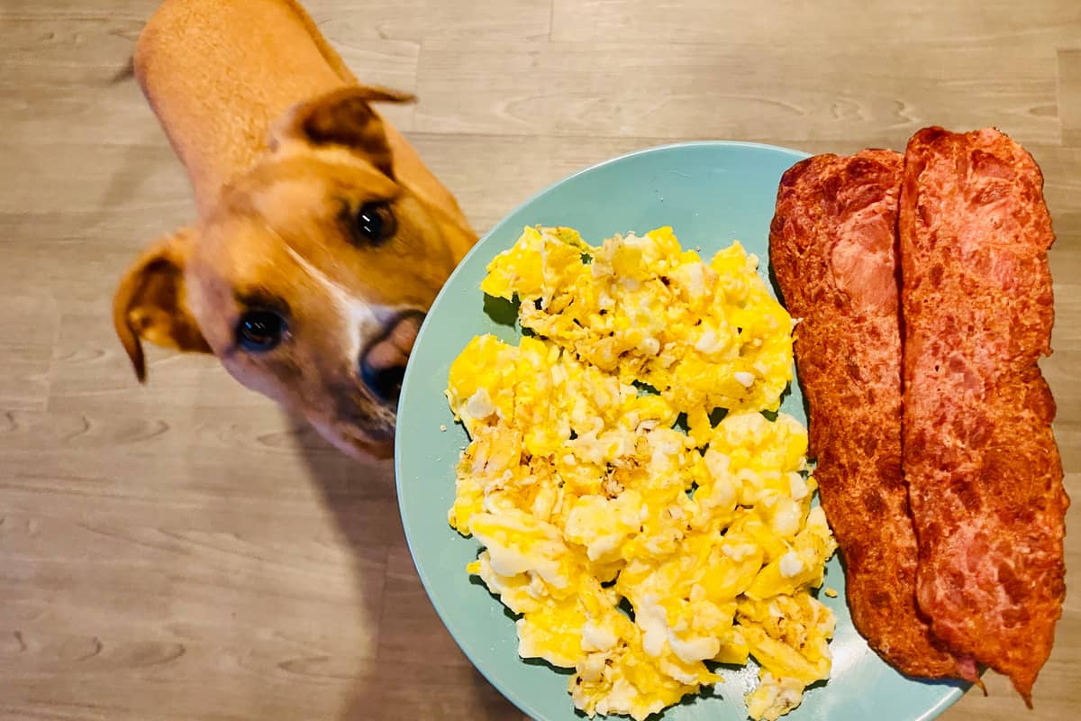 Read more about the article Boosting Energy and Digestion in Cats and Dogs with Scrambled Eggs and Oatmeal