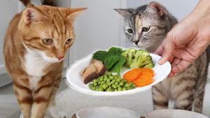 Read more about the article Supporting Optimal Wellness in Dogs and Cats with Cooked Turkey and Sweet Potatoes