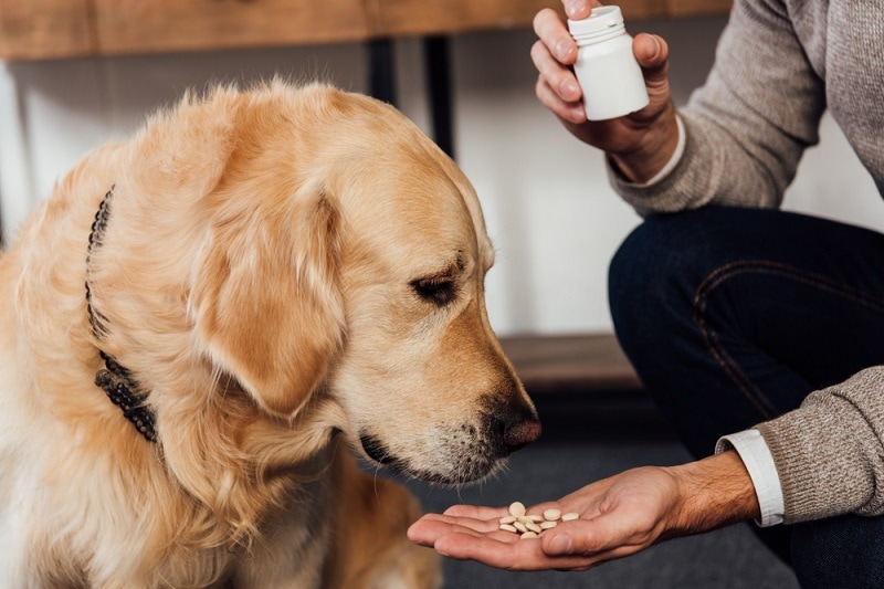 Read more about the article Top 10 Essential Dog Vitamins and Supplements