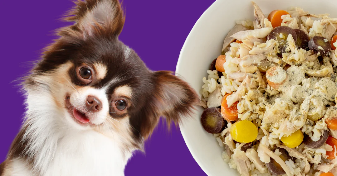 Read more about the article Carrots and Cottage Cheese – Homemade Dog Food that Improves Vision and Bone Strength